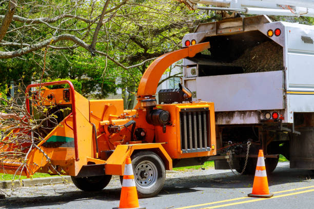 Reliable Brandon, SD Tree Service Solutions